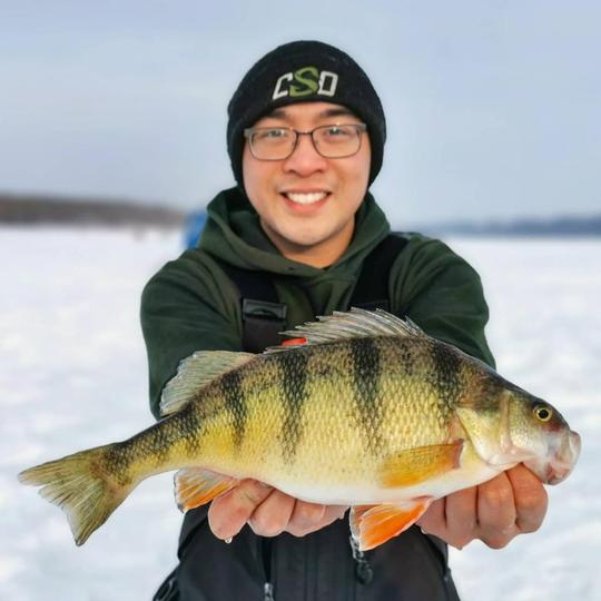 Yellow Perch