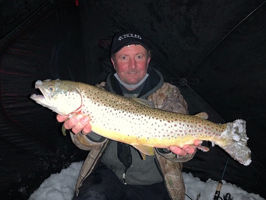 Brown Trout