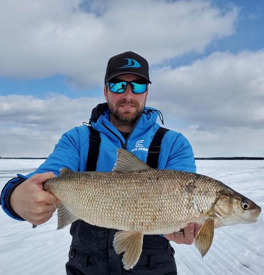 Lake Whitefish