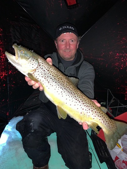 Brown Trout