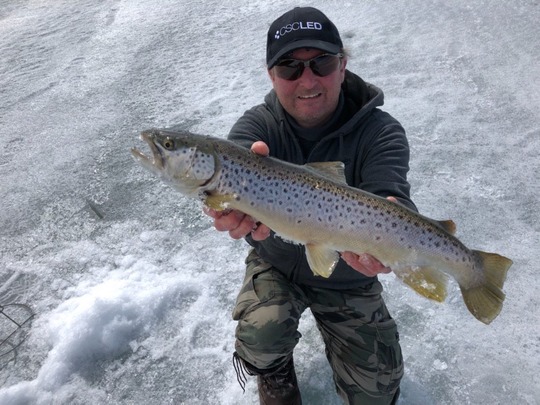 Brown Trout