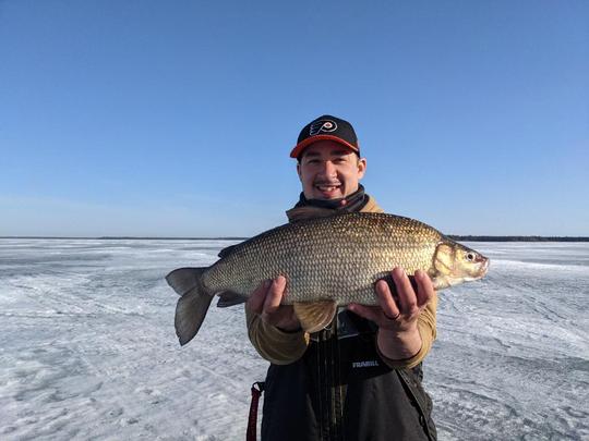 Lake Whitefish