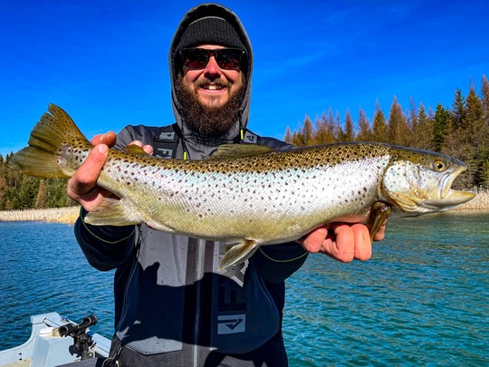 Brown Trout
