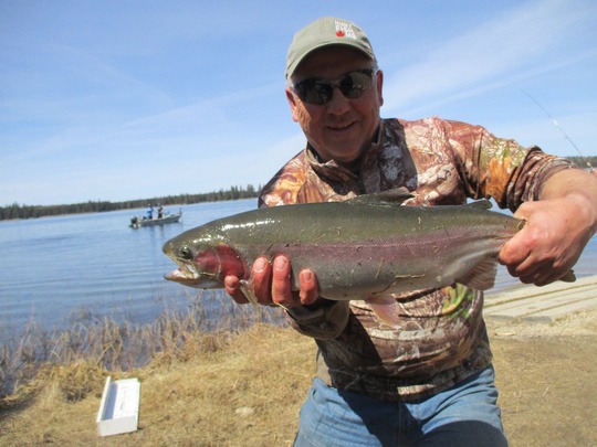 Rainbow Trout