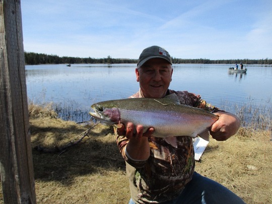 Rainbow Trout