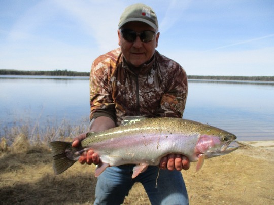 Rainbow Trout