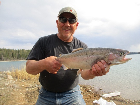 Rainbow Trout