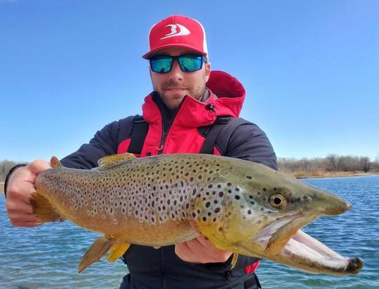 Brown Trout