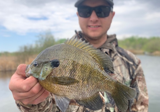 Sunfish