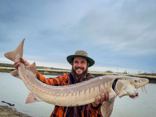 Lake Sturgeon