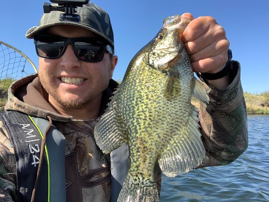 Black Crappie