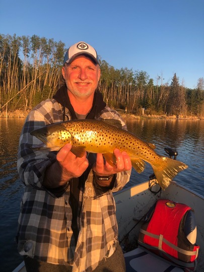 Brown Trout