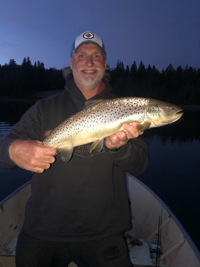Brown Trout