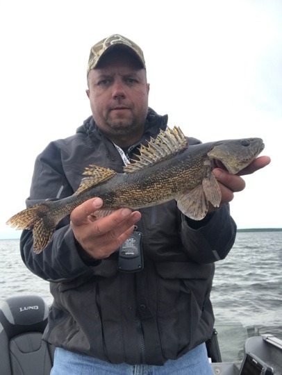 Sauger