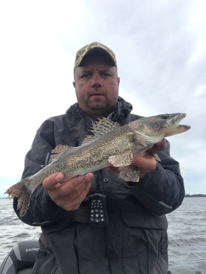 Sauger