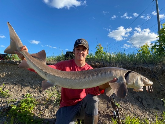 Lake Sturgeon