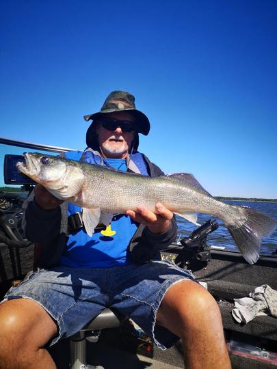 Walleye