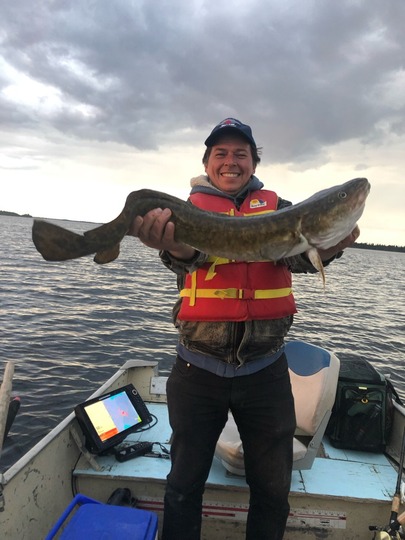 Burbot