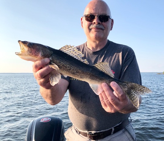 Sauger
