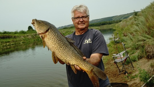 Common Carp