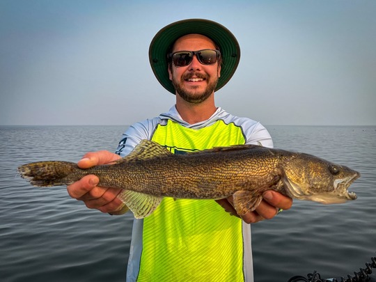 Sauger