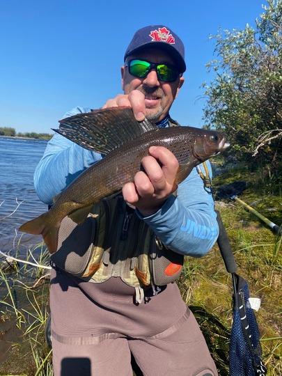 Arctic Grayling