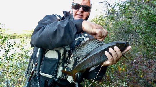 Arctic Grayling