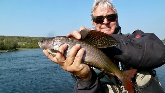 Arctic Grayling