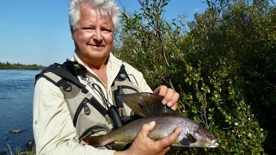 Arctic Grayling