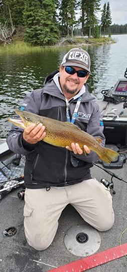 Brown Trout