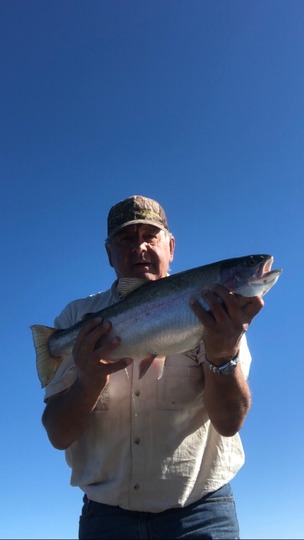 Rainbow Trout