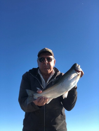 Rainbow Trout