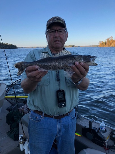 Sauger