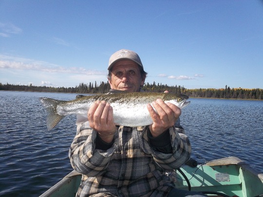 Rainbow Trout