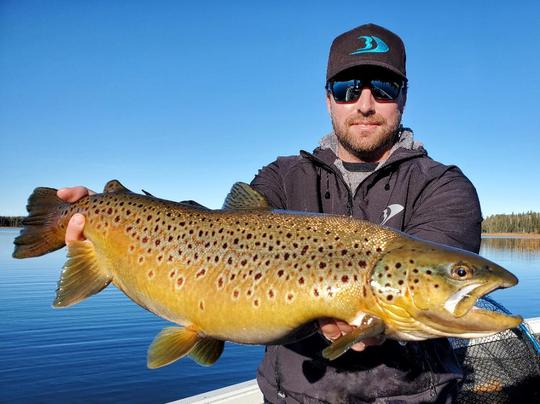 Brown Trout