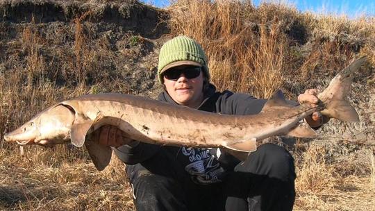 Lake Sturgeon