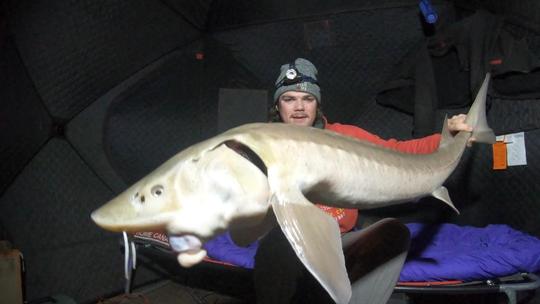 Lake Sturgeon