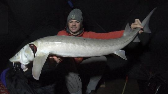 Lake Sturgeon