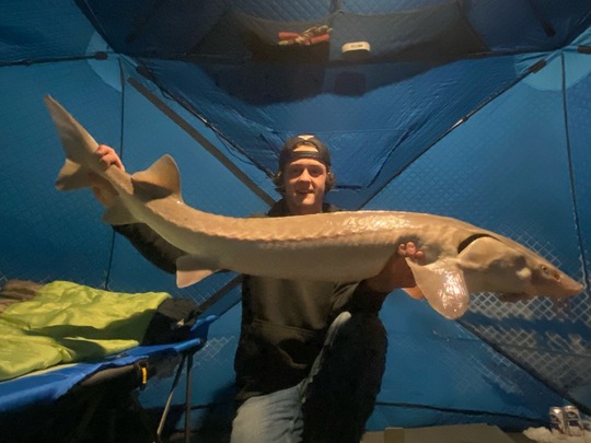 Lake Sturgeon