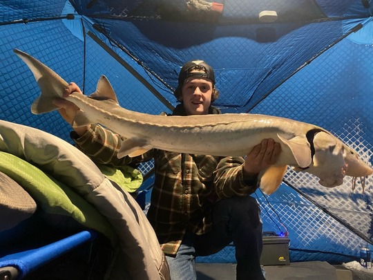 Lake Sturgeon