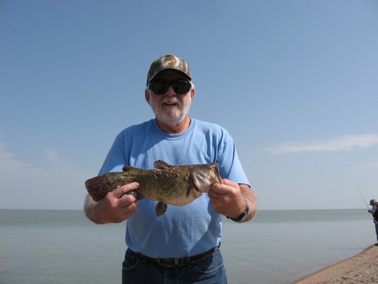 Bullhead