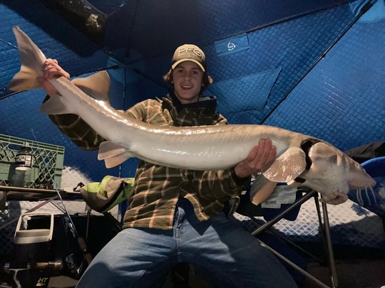 Lake Sturgeon