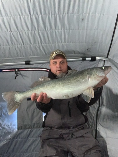 Walleye
