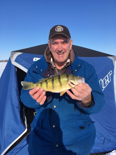Yellow Perch