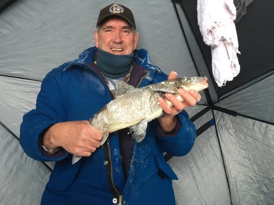 Lake Whitefish