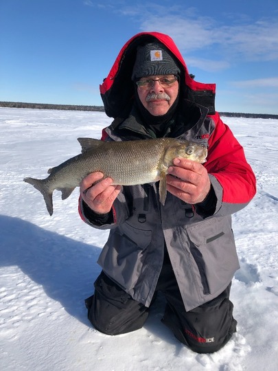 Lake Whitefish