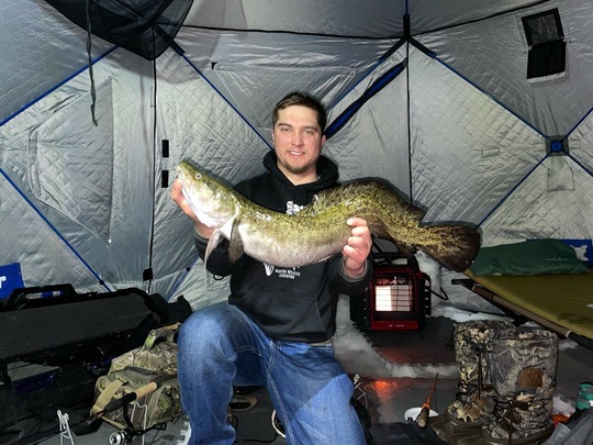 Burbot