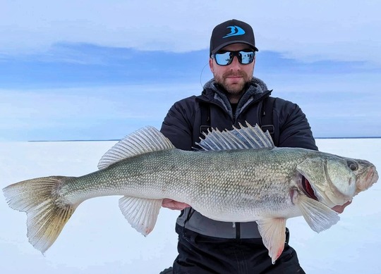 Walleye