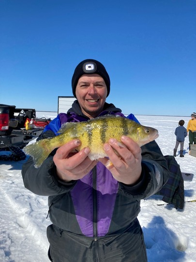 Yellow Perch