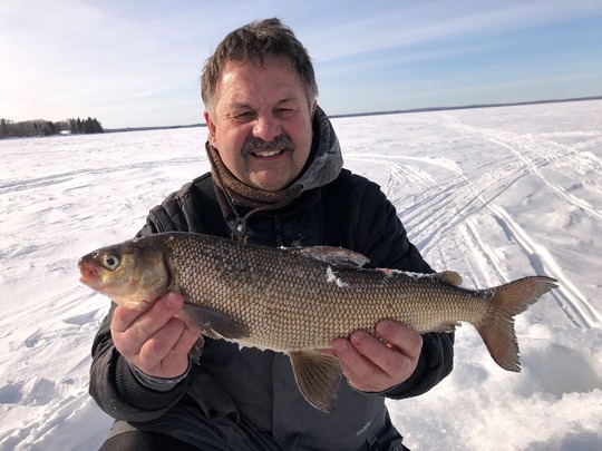 Lake Whitefish